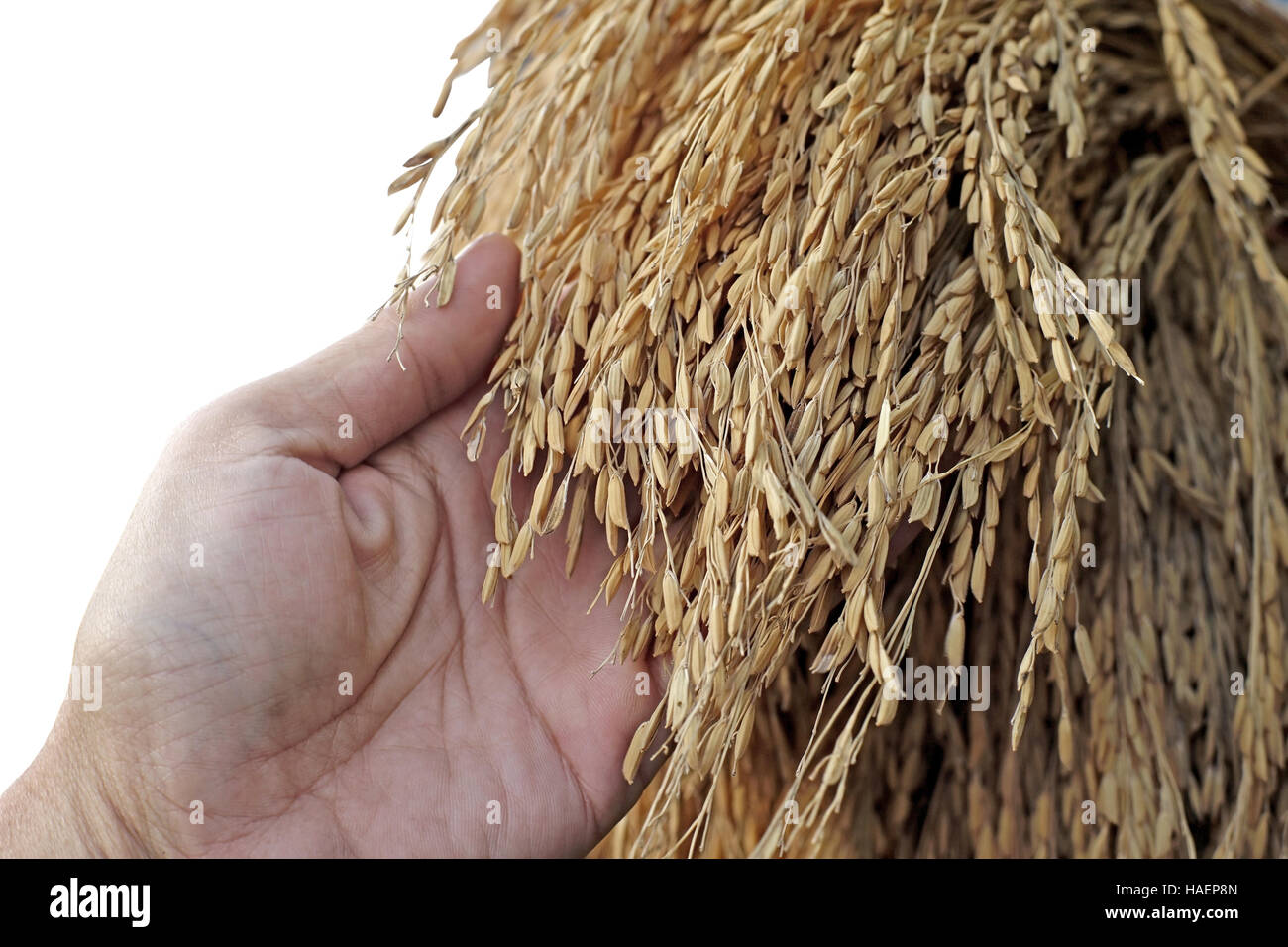 photo of hand hold the rice harvested Stock Photo Alamy