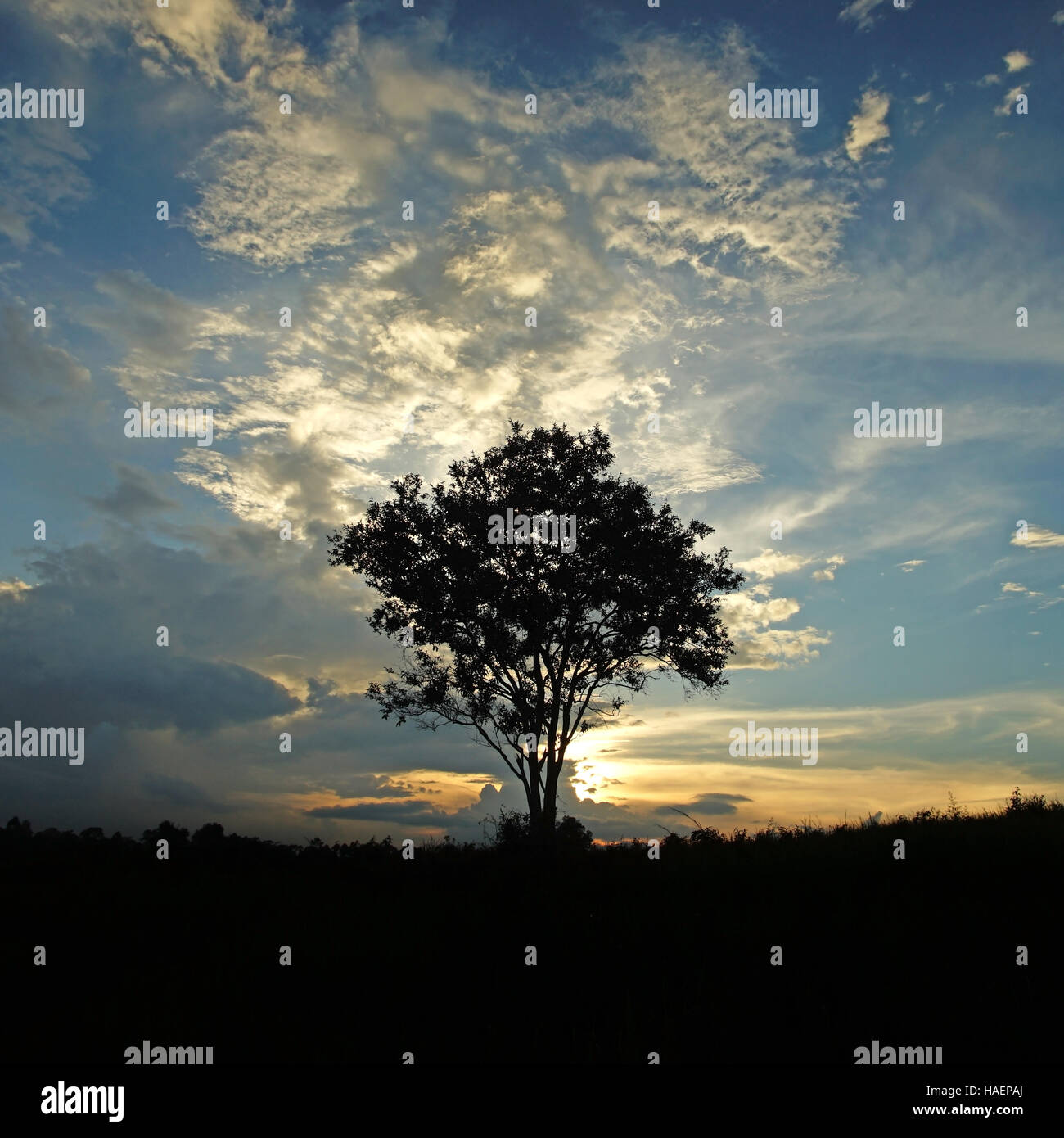 silhouette big tree on the hill with beautiful sky background Stock ...