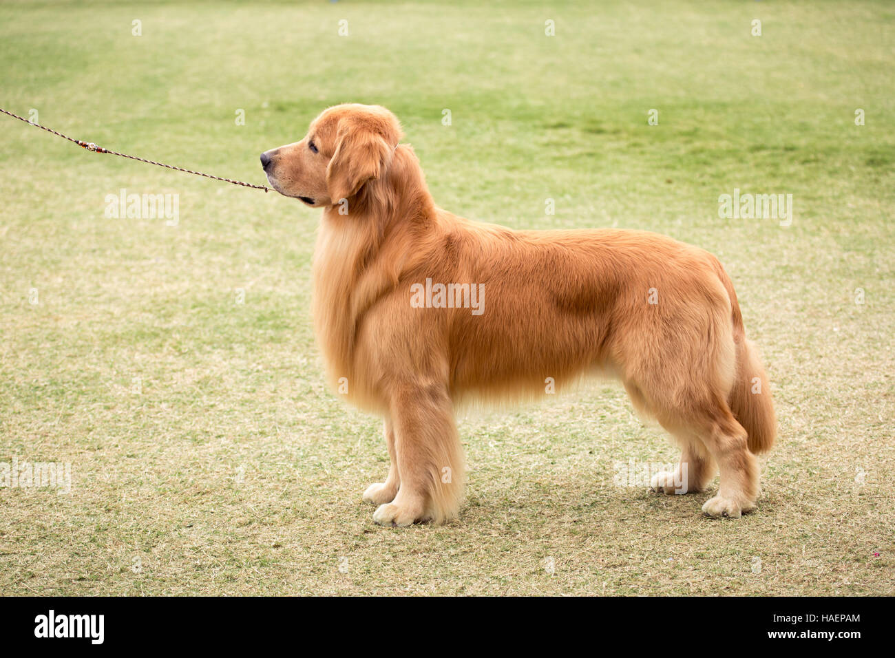 Golden Retriever standing at a dog show Stock Photo