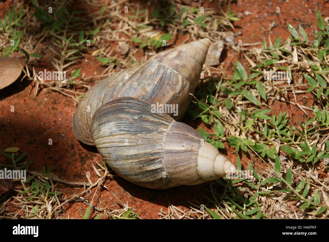 Achatina fulica in the woods of Mount Mourne. Morne Seychellois National Park. Mahe Island. Stock Photo