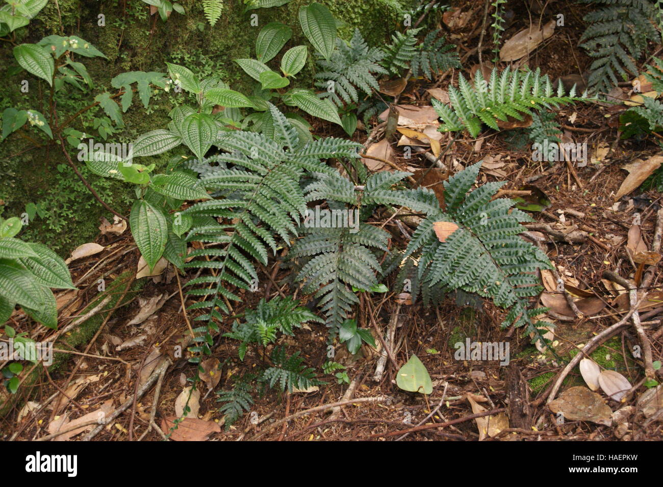 Ferns in the forest. rainforest of Morne mountain. Mahe Island. Morne Seychellois National Park. Stock Photo
