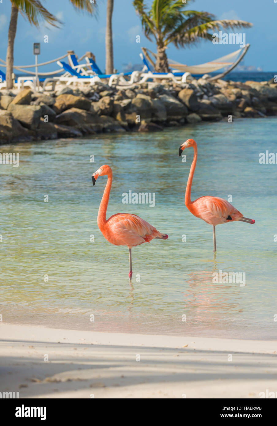 Two flamingos on the beach Stock Photo - Alamy