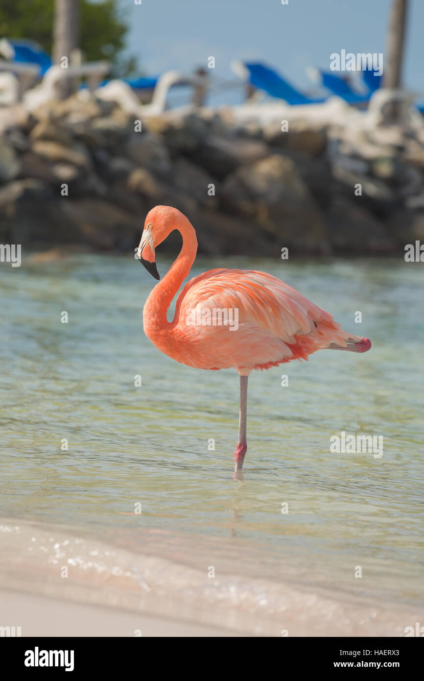 One flamingo on the beach Stock Photo - Alamy