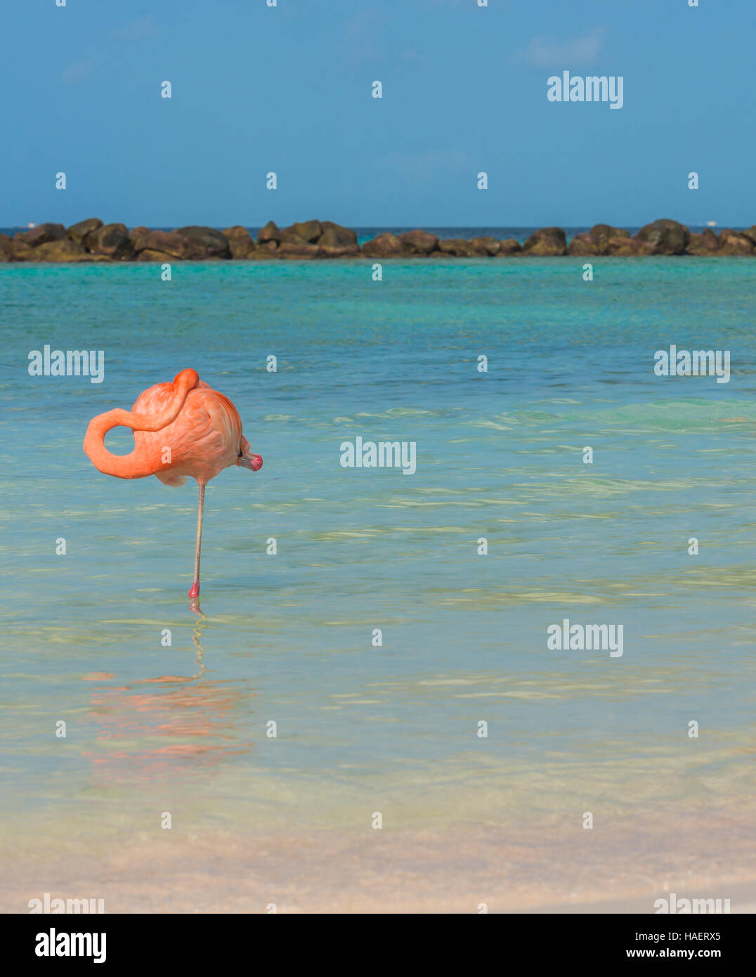 One flamingo on the beach Stock Photo - Alamy