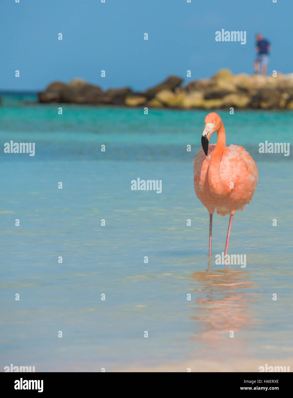 One flamingo on the beach Stock Photo