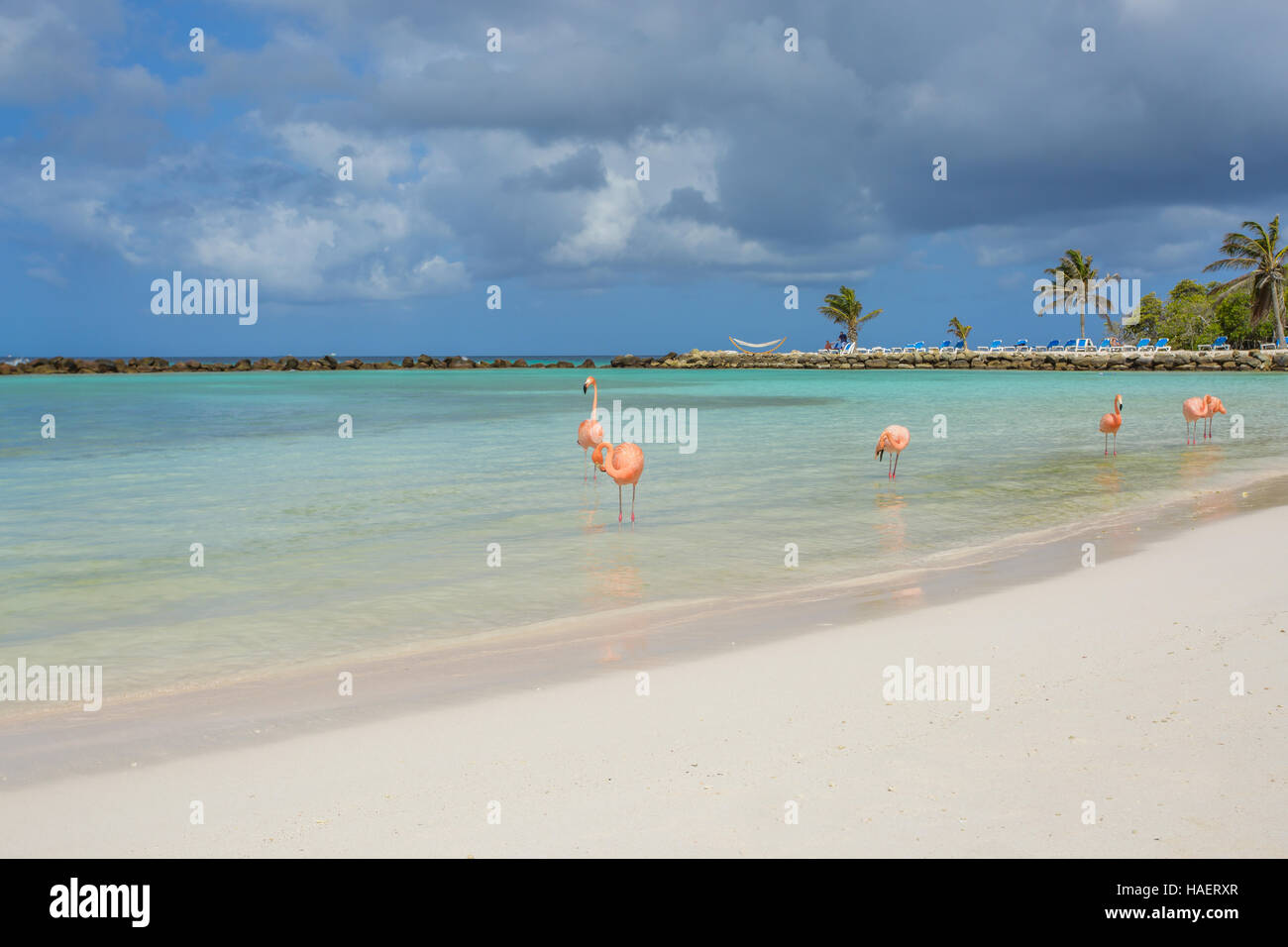 Flamingos on the beach Stock Photo - Alamy