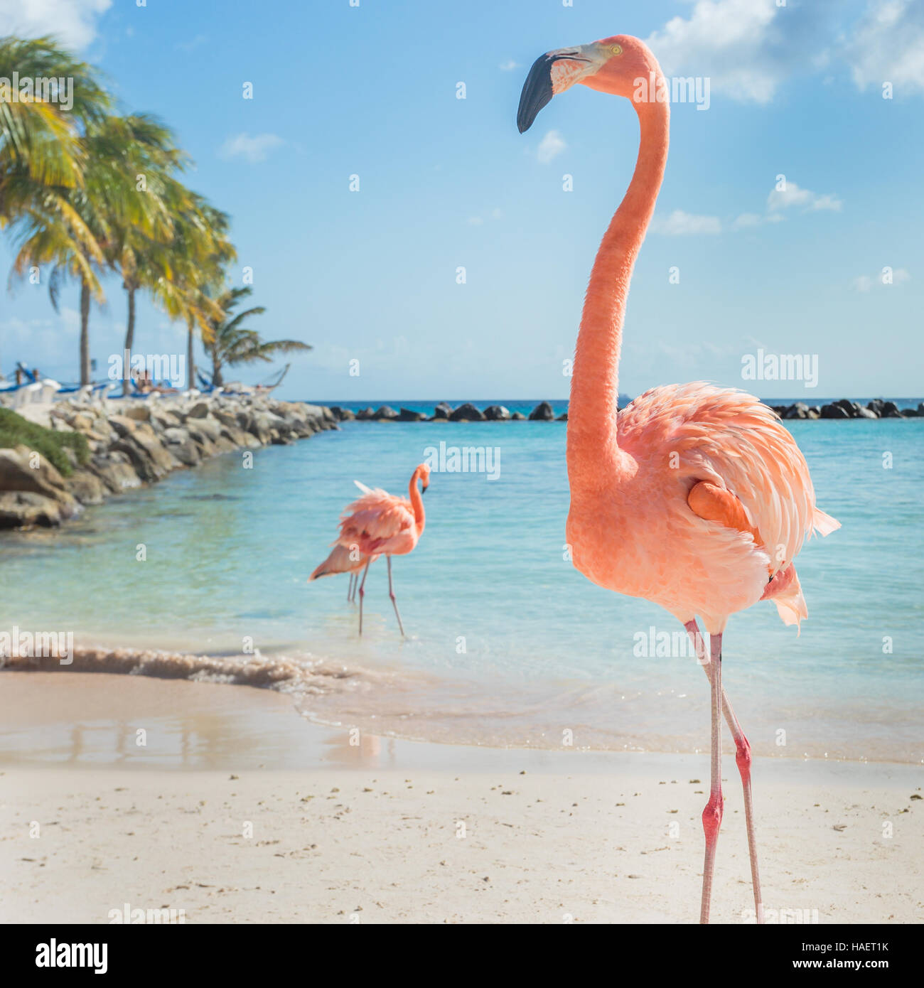 Three flamingos on the beach Stock Photo - Alamy