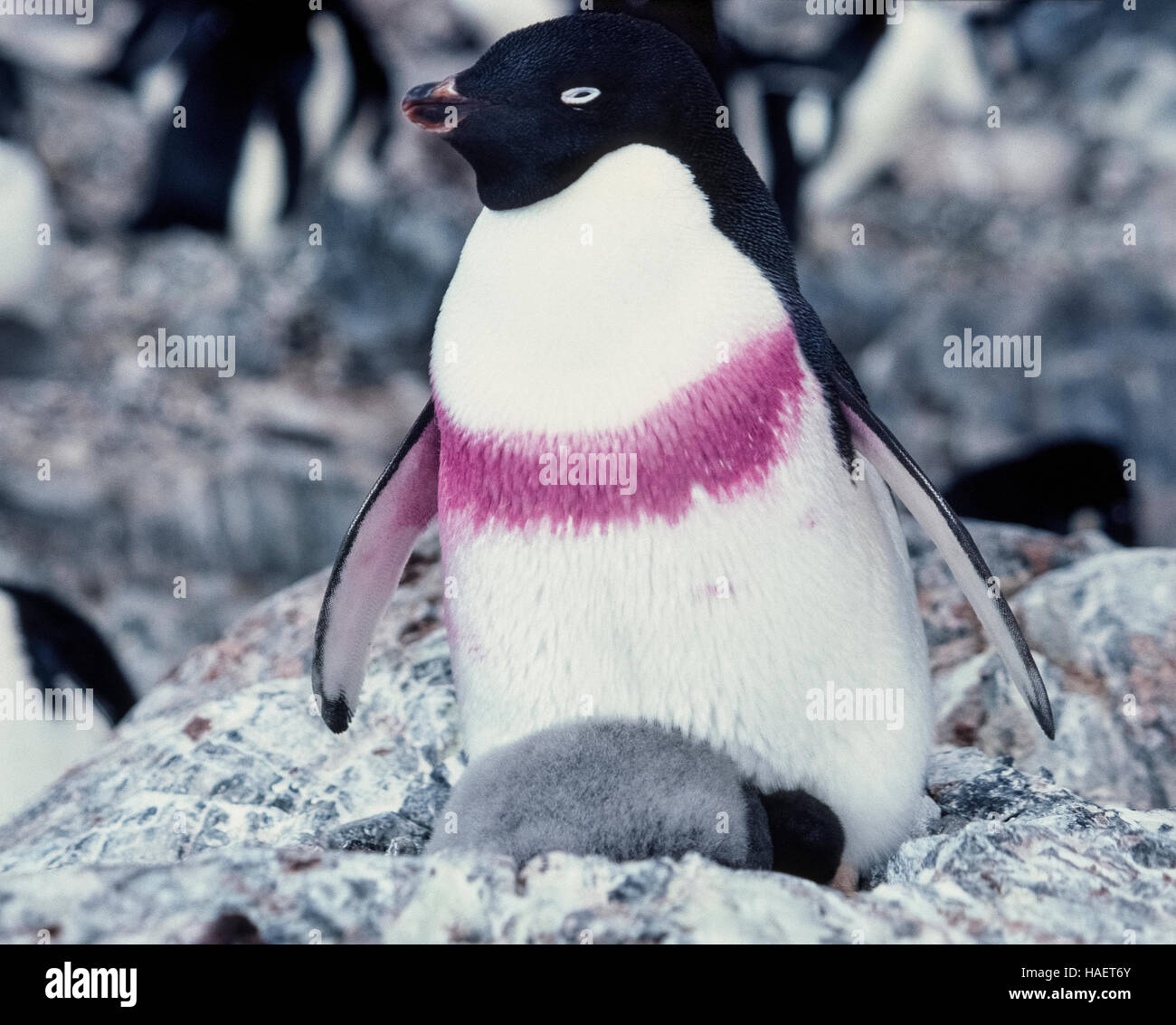 A nesting female Adelie Penguin on Torgeson (also Torgersen) Island has