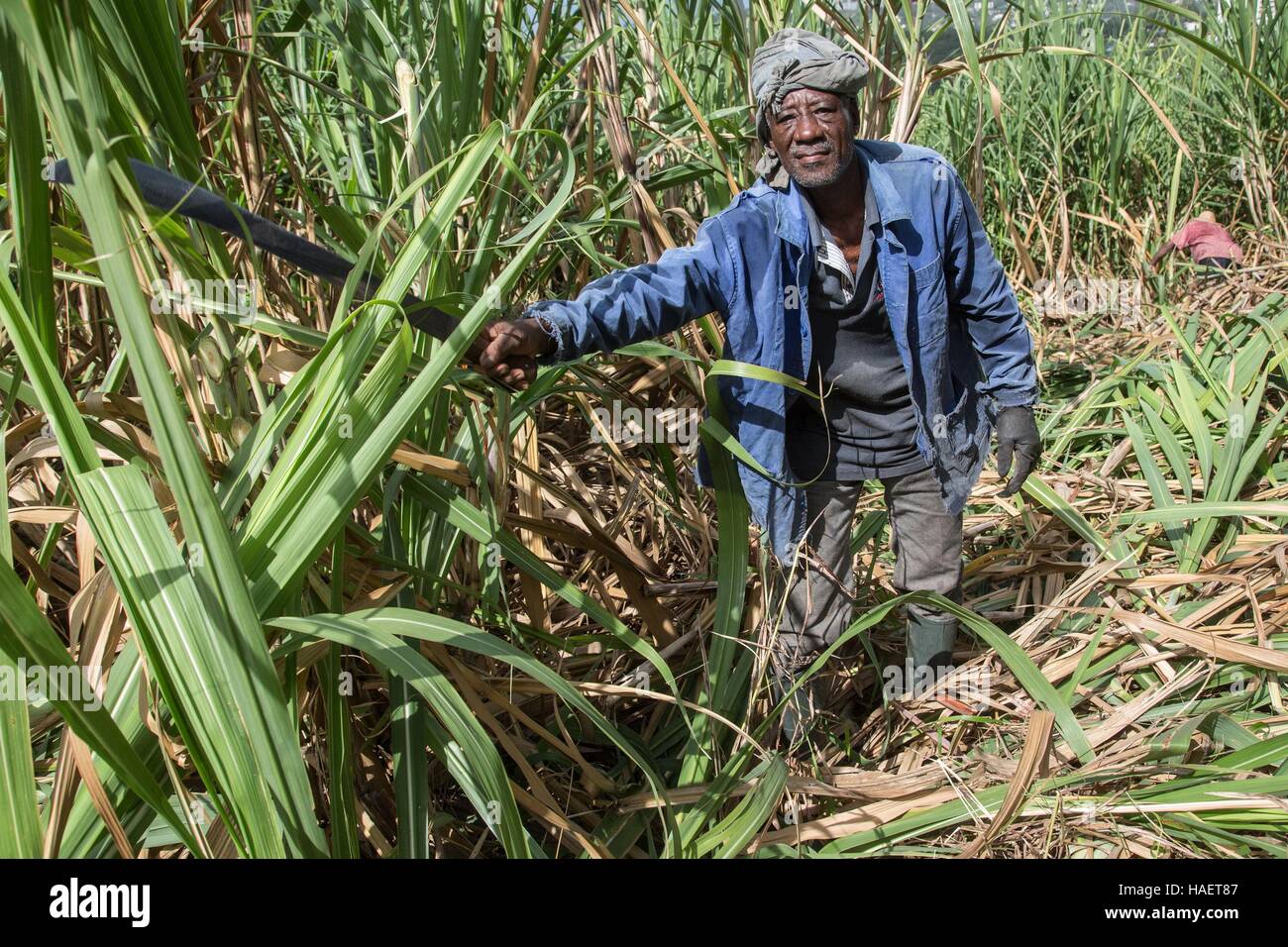 RUM AND SUGAR CANE FARMING IN MARTINIQUE, FRENCH ANTILLES, FRANCE Stock Photo Alamy