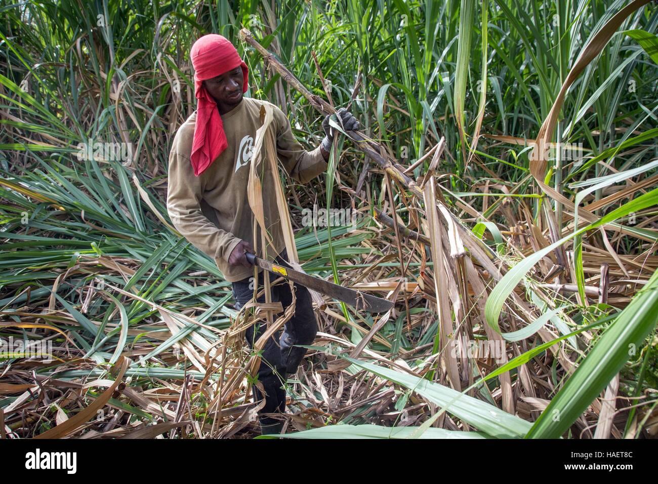RUM AND SUGAR CANE FARMING IN MARTINIQUE, FRENCH ANTILLES, FRANCE Stock Photo Alamy