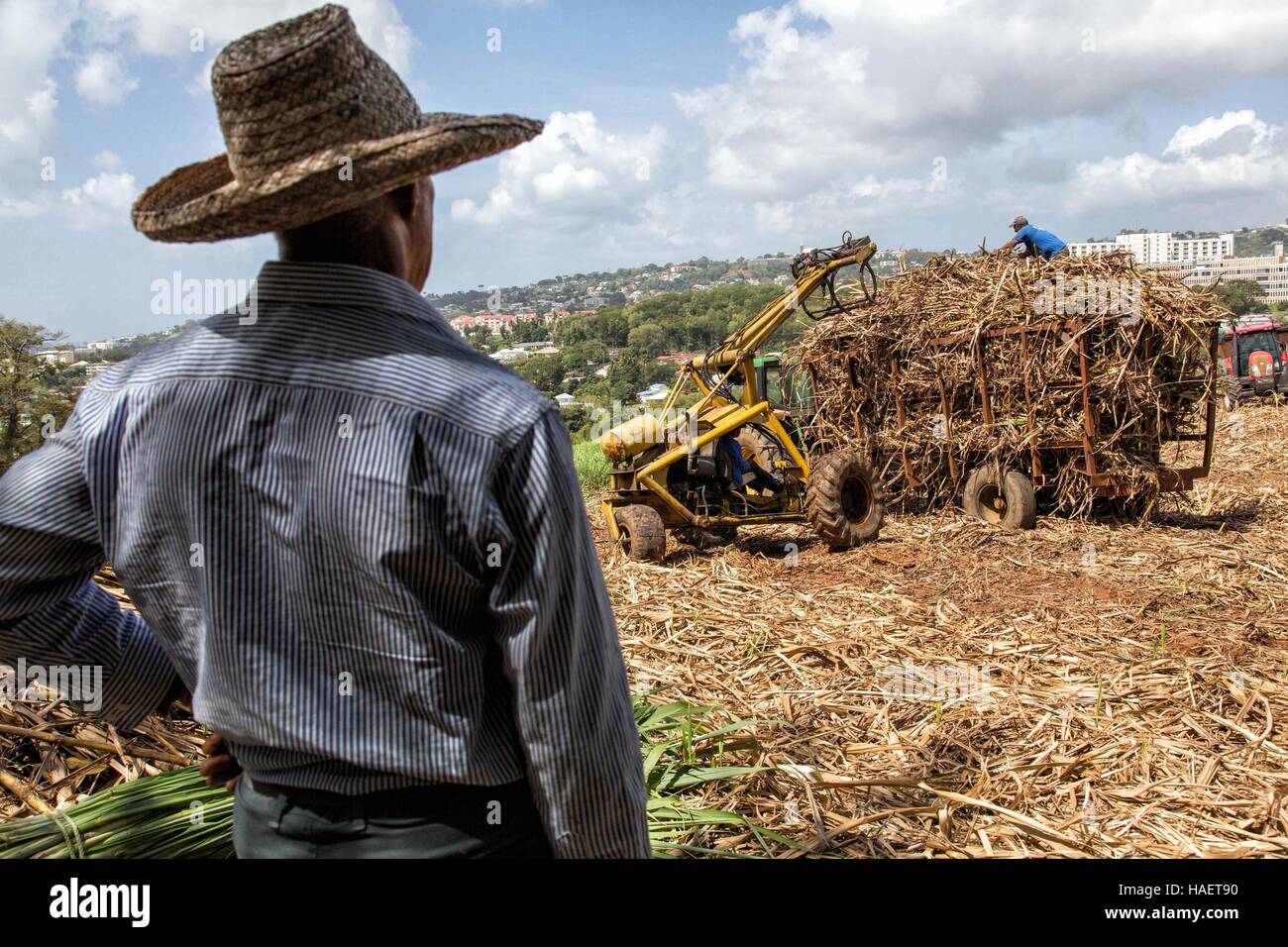 RUM AND SUGAR CANE FARMING IN MARTINIQUE, FRENCH ANTILLES, FRANCE Stock Photo Alamy