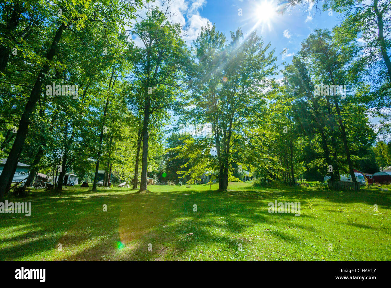 Green lawn with trees in park Stock Photo - Alamy