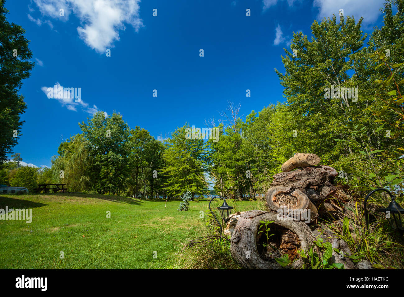 Green lawn with trees in park Stock Photo