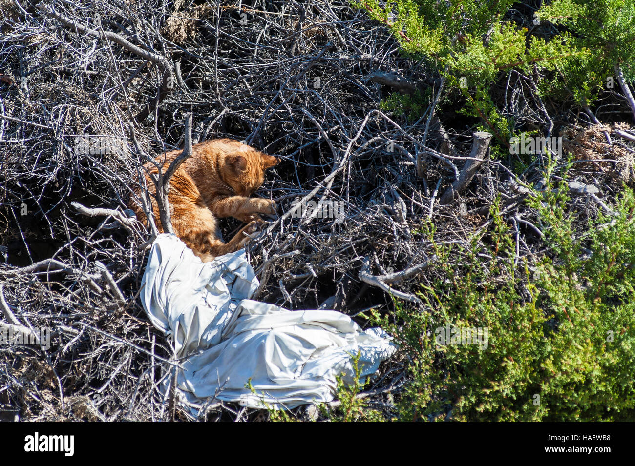 Chat Roux Vagabond Stock Photo Alamy Chat Roux Vagabond Stock Photo Alamy