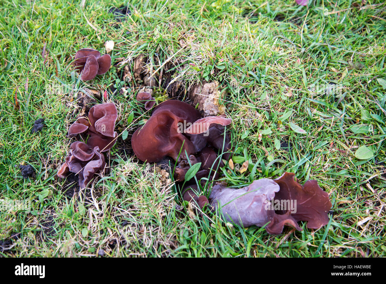 Fungus Auricularia auricula-judae, known as Judas's ear, Jew's ear or wood ear on remains of a tree stump in a grassy field. Stock Photo
