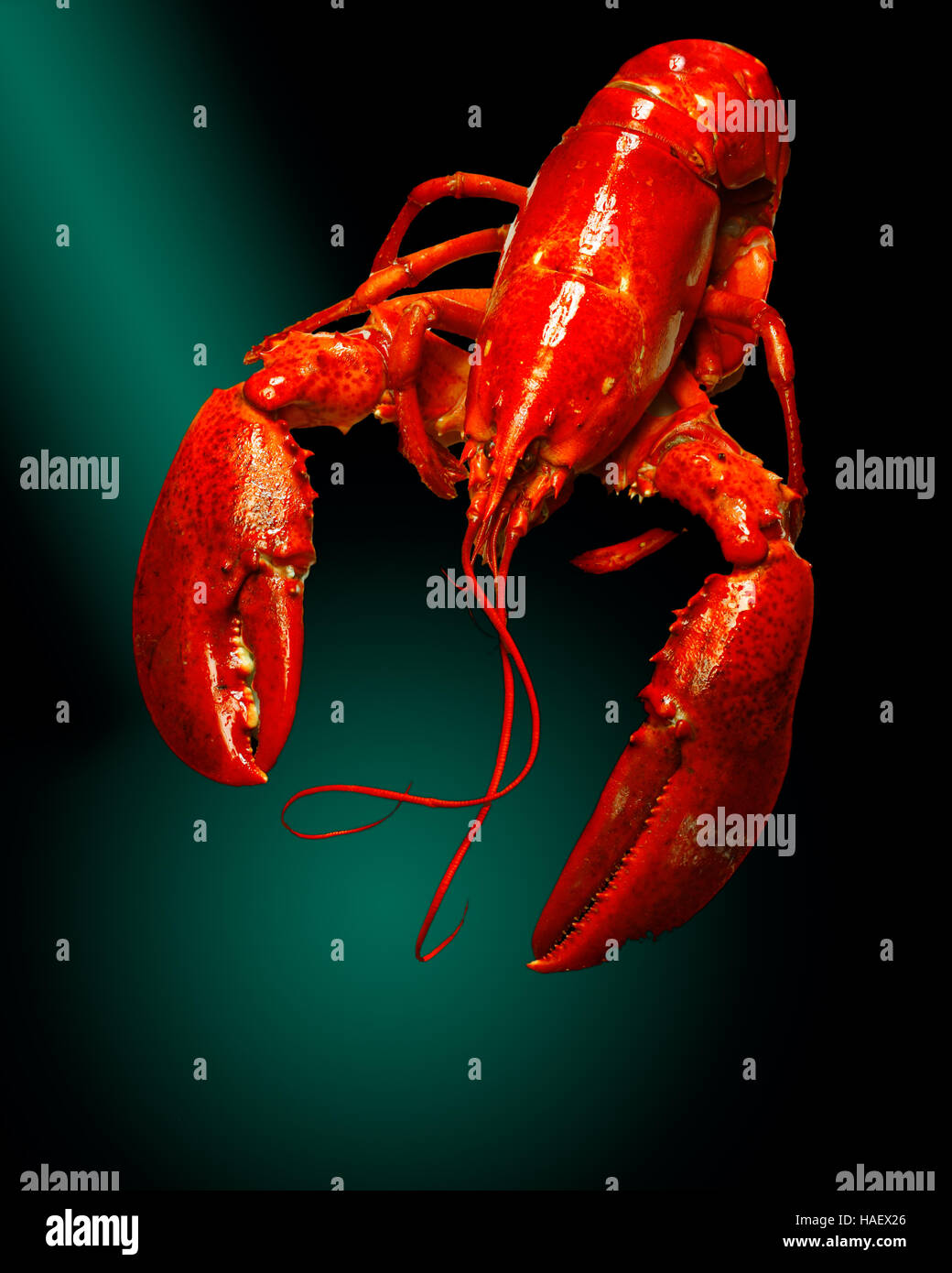 A cooked red Maine lobster rests on a deep sea green background in this photo illustration. Stock Photo