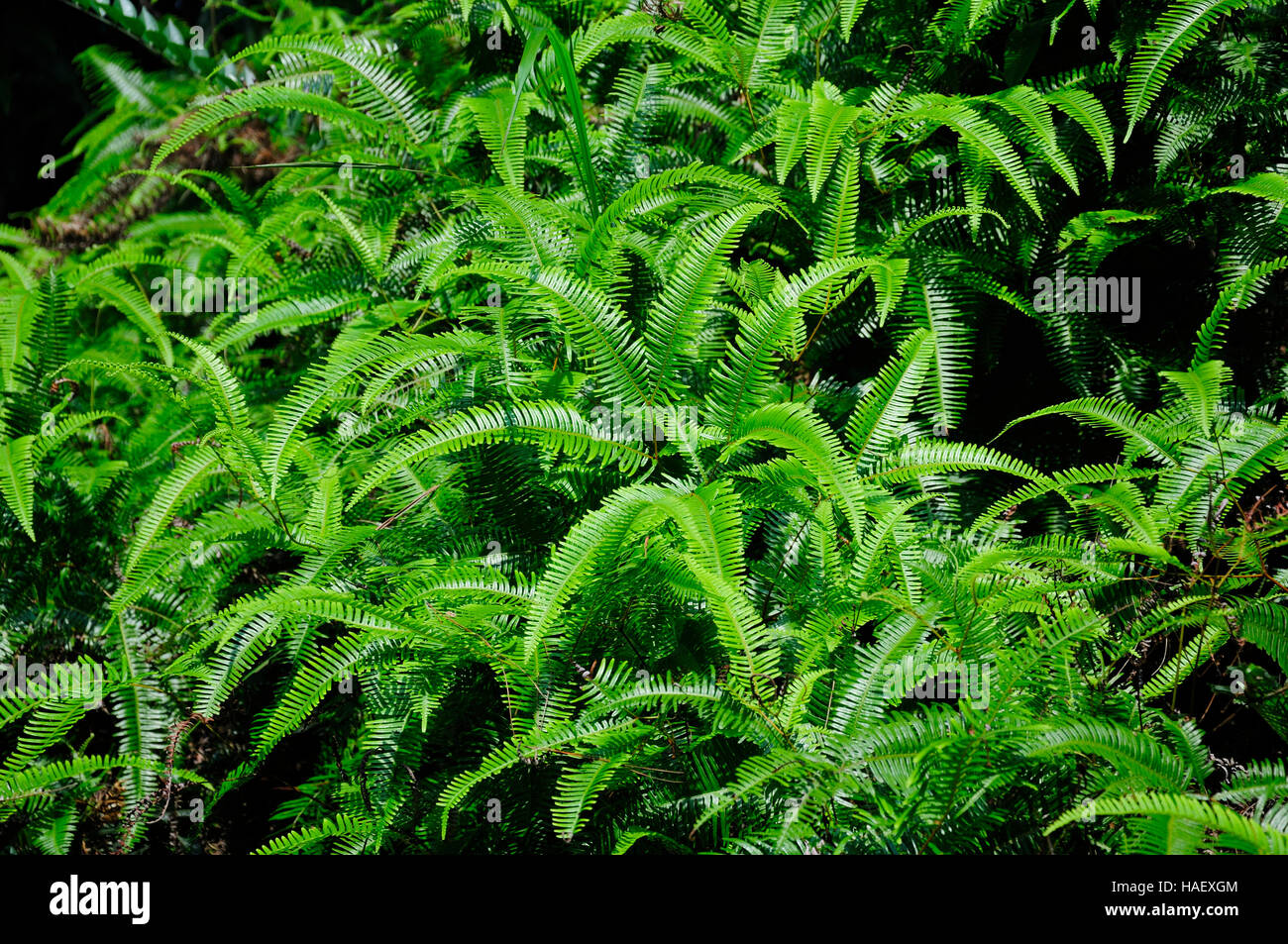 Adiantum Hispidulum, Rough Maidenhair fern or five fingered jack growing in the Wuyishan or mount wuyi scenic area in Fujian province China. Stock Photo