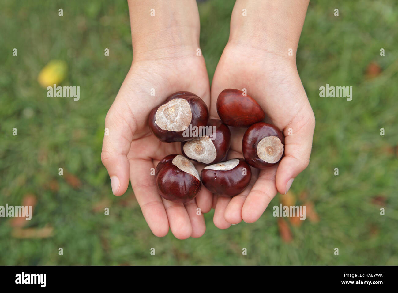 Child's cupped hands holding a pile of horse chestnuts conkers in autumn Stock Photo