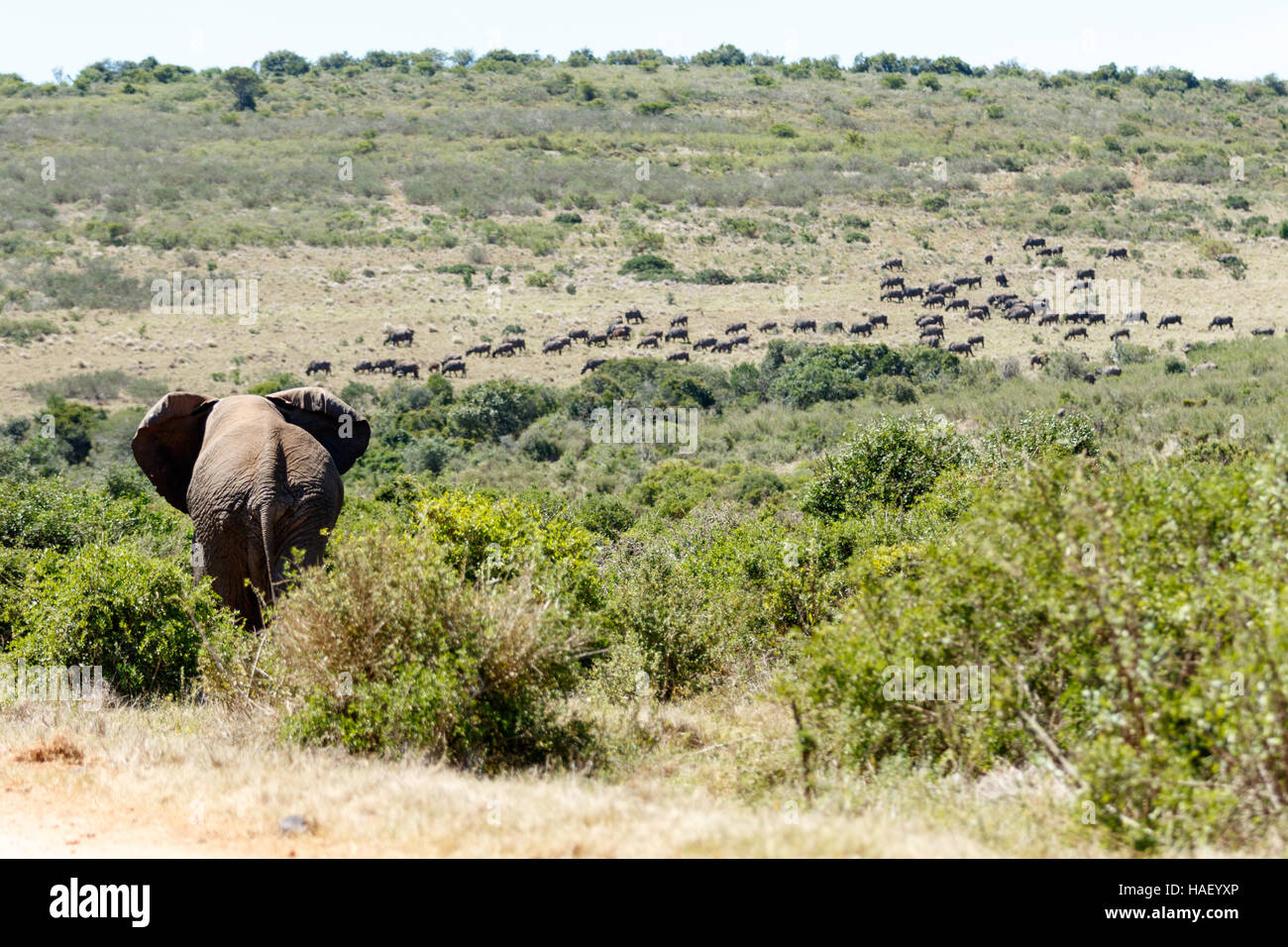 Addo elephant national park buffalo bull portrait hi-res stock ...