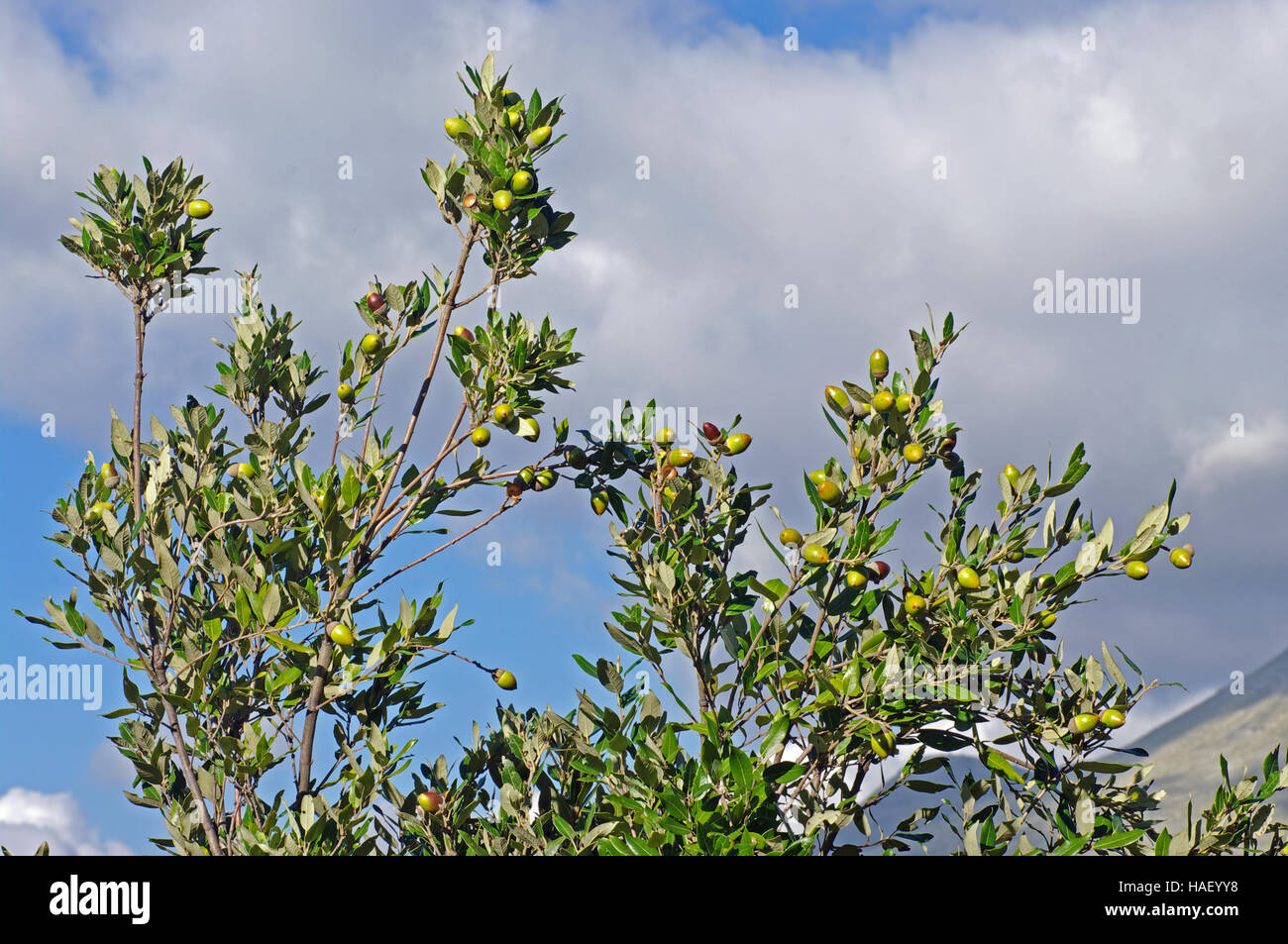 This is the evergreen oak Quercus ilex, the Holm oak or Holly oak, family Fagaceae - with acorns Stock Photo