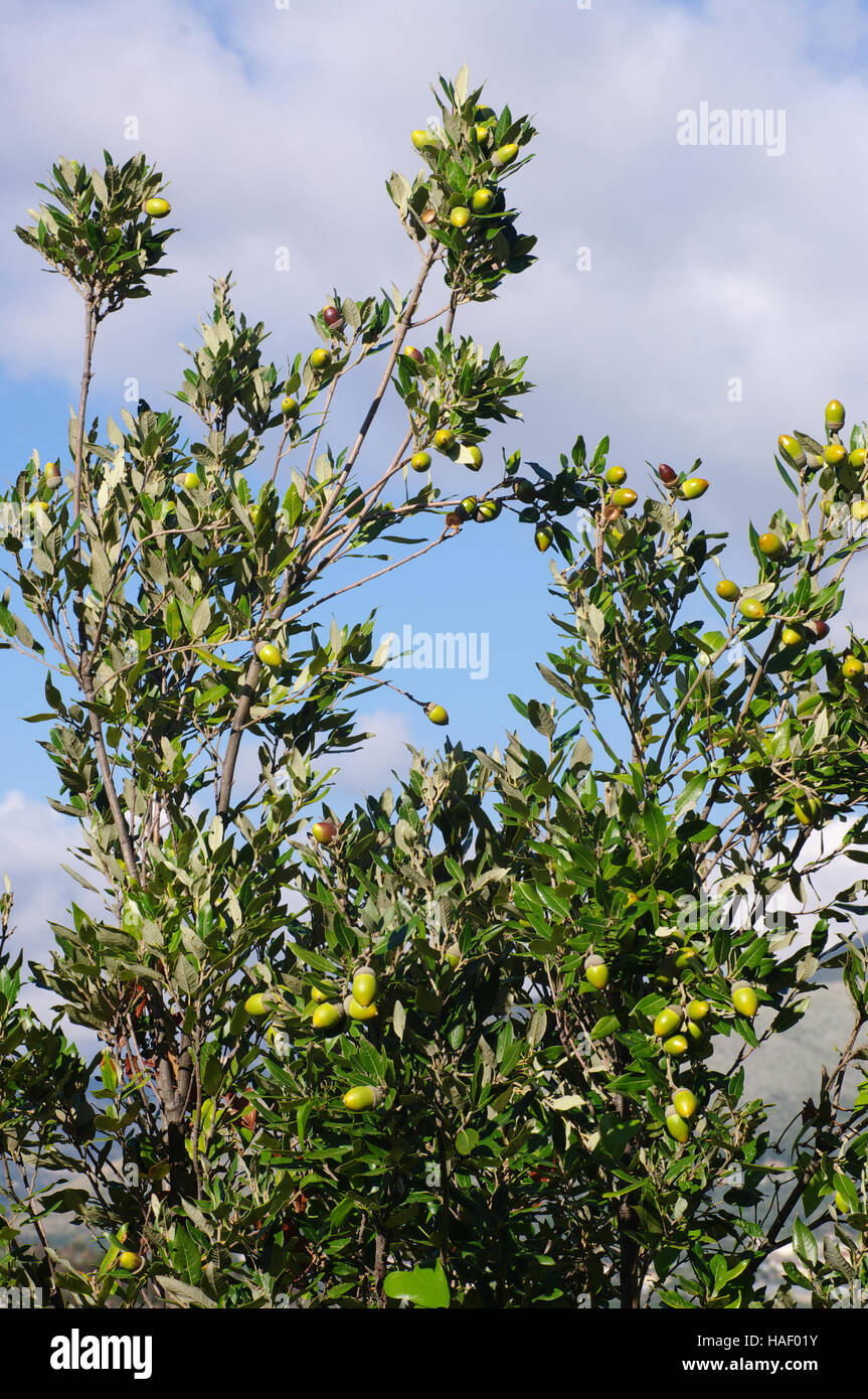Holm oak leaf hi-res stock photography and images - Alamy