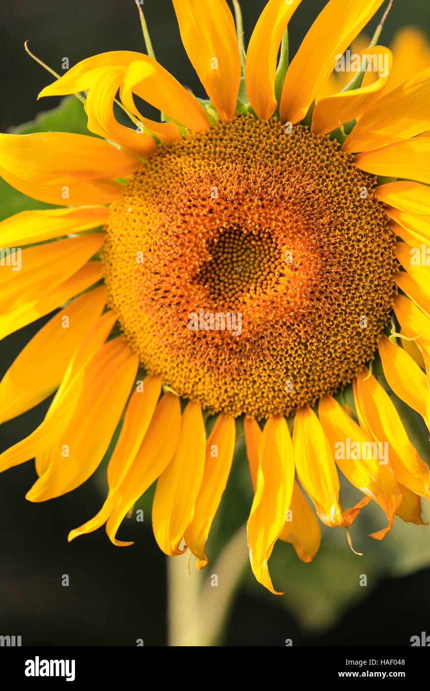 Alamy sunflower hires stock photography and images Alamy
