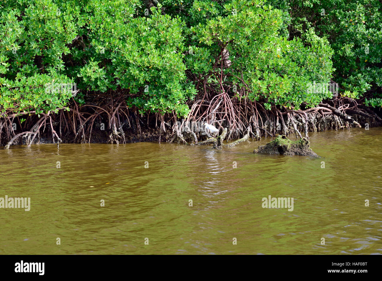 Red mangroves (Rhizophora mangle) at low tide with aerial roots seen extending into water, Pine Island Sound Aquatic Preserve, Florida Stock Photo