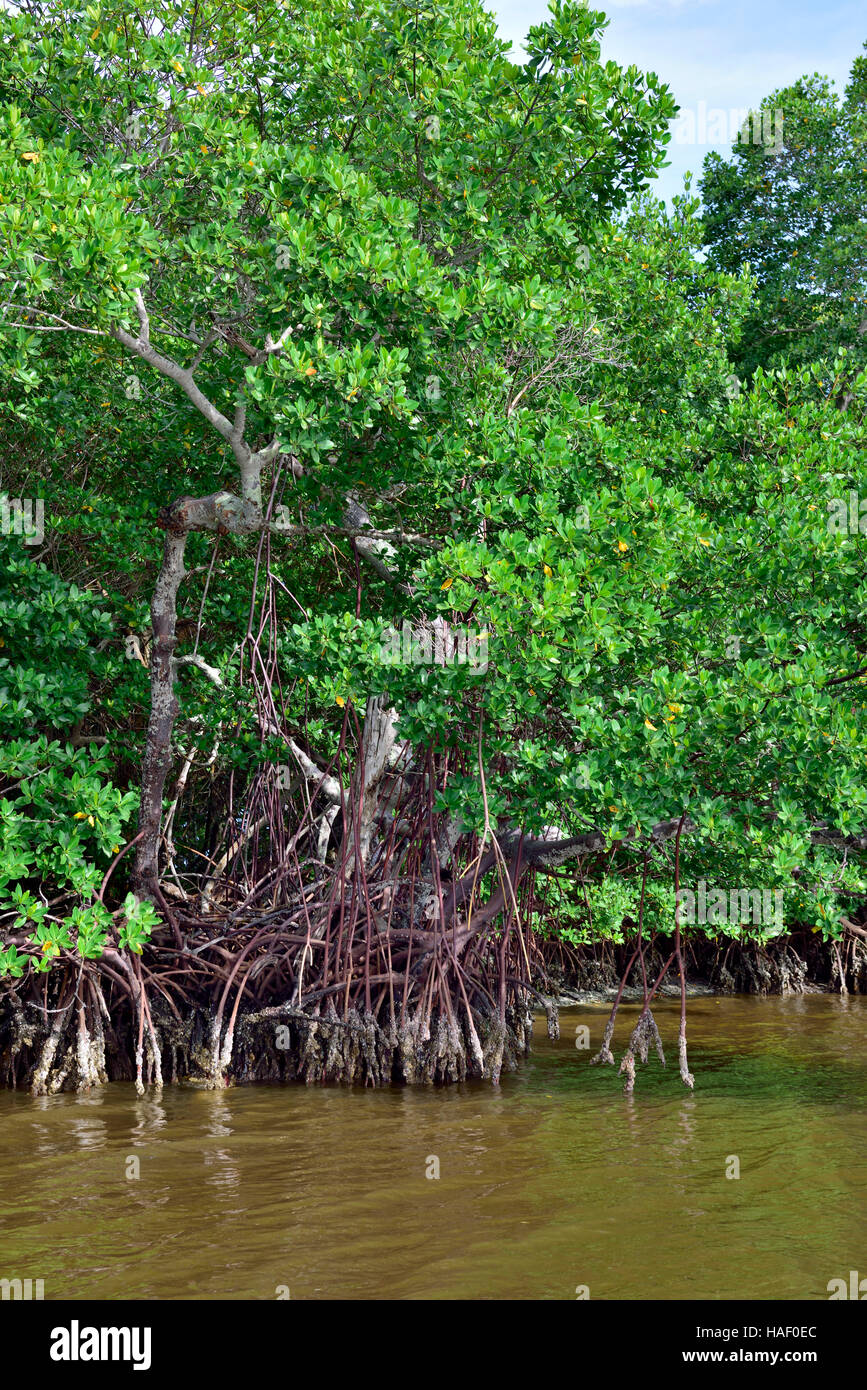 Red mangroves (Rhizophora mangle) at low tide with aerial roots seen extending into water, Pine Island Sound Aquatic Preserve, Florida Stock Photo