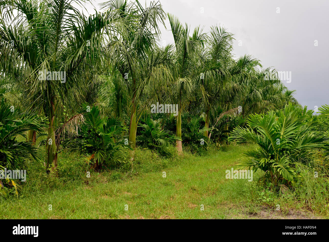 Tree_nursery hires stock photography and images Alamy