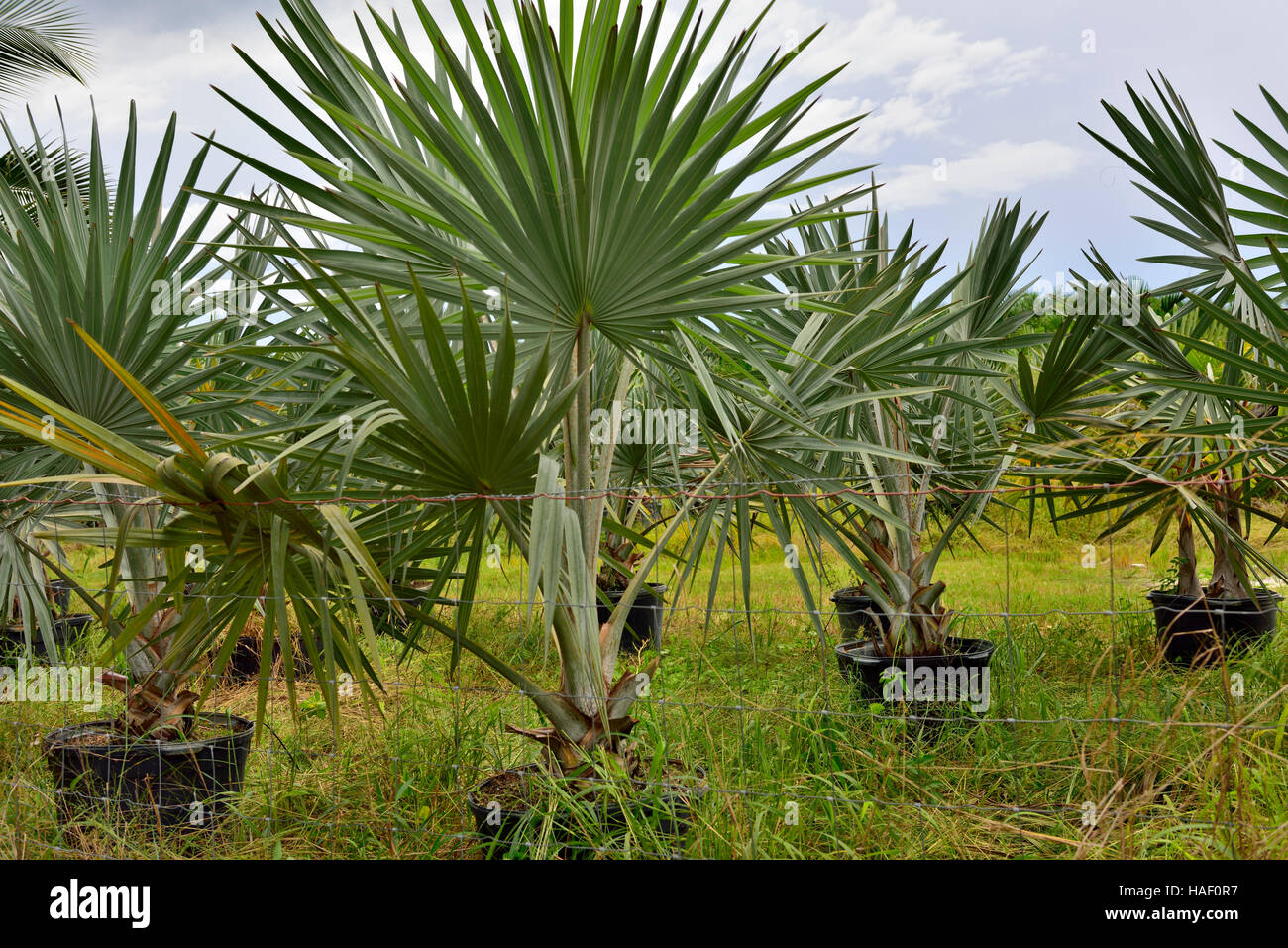 Palm tree nursery hi-res stock photography and images - Alamy