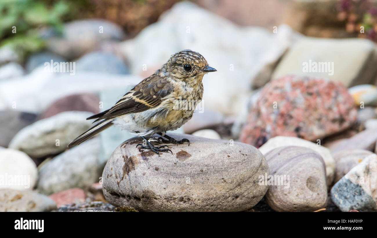 Pied flycatcher, juvenile, (Ficedula hypoleuca) wet after a bath with stones in the background Stock Photo