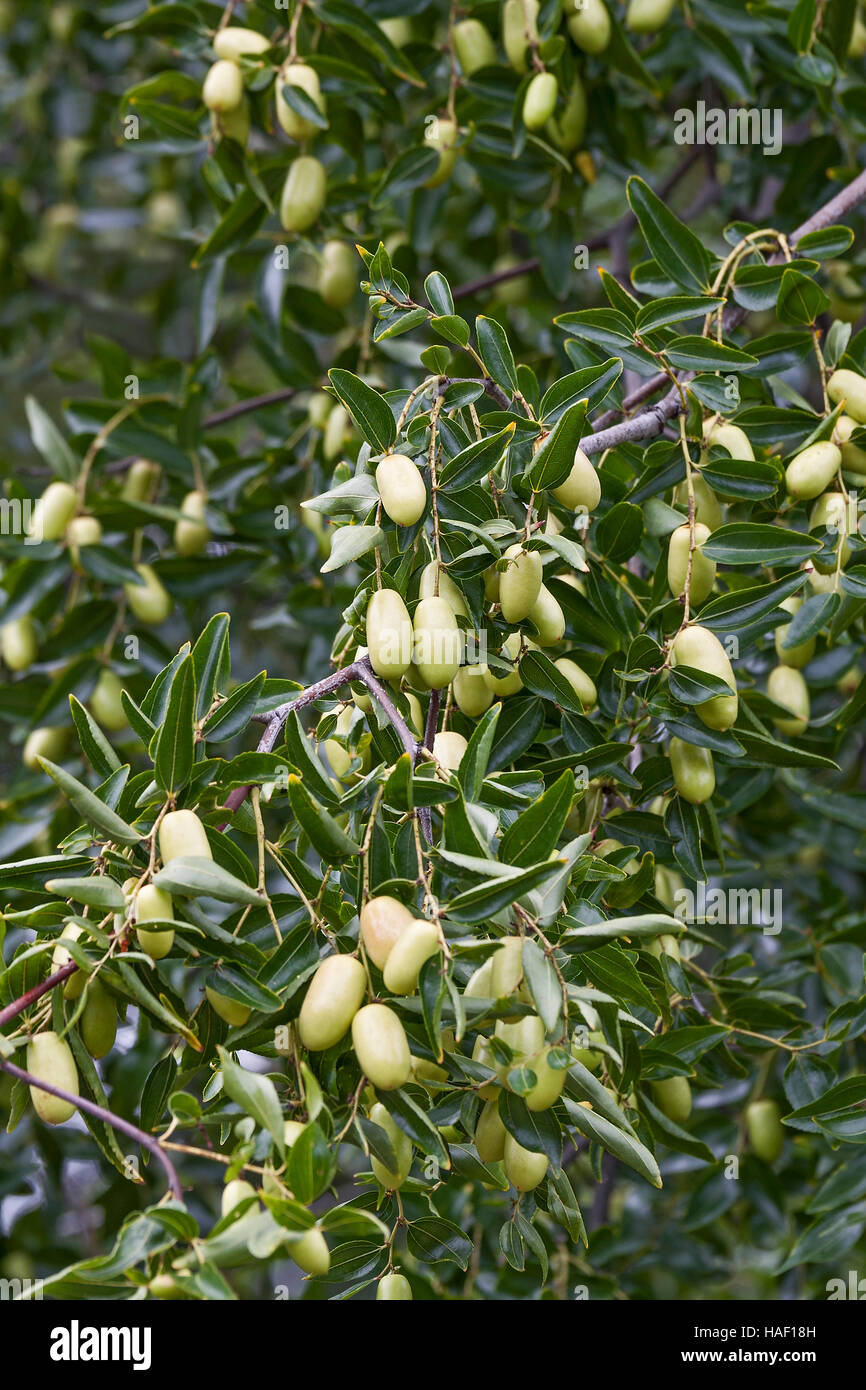Jujube fruits Stock Photo Alamy