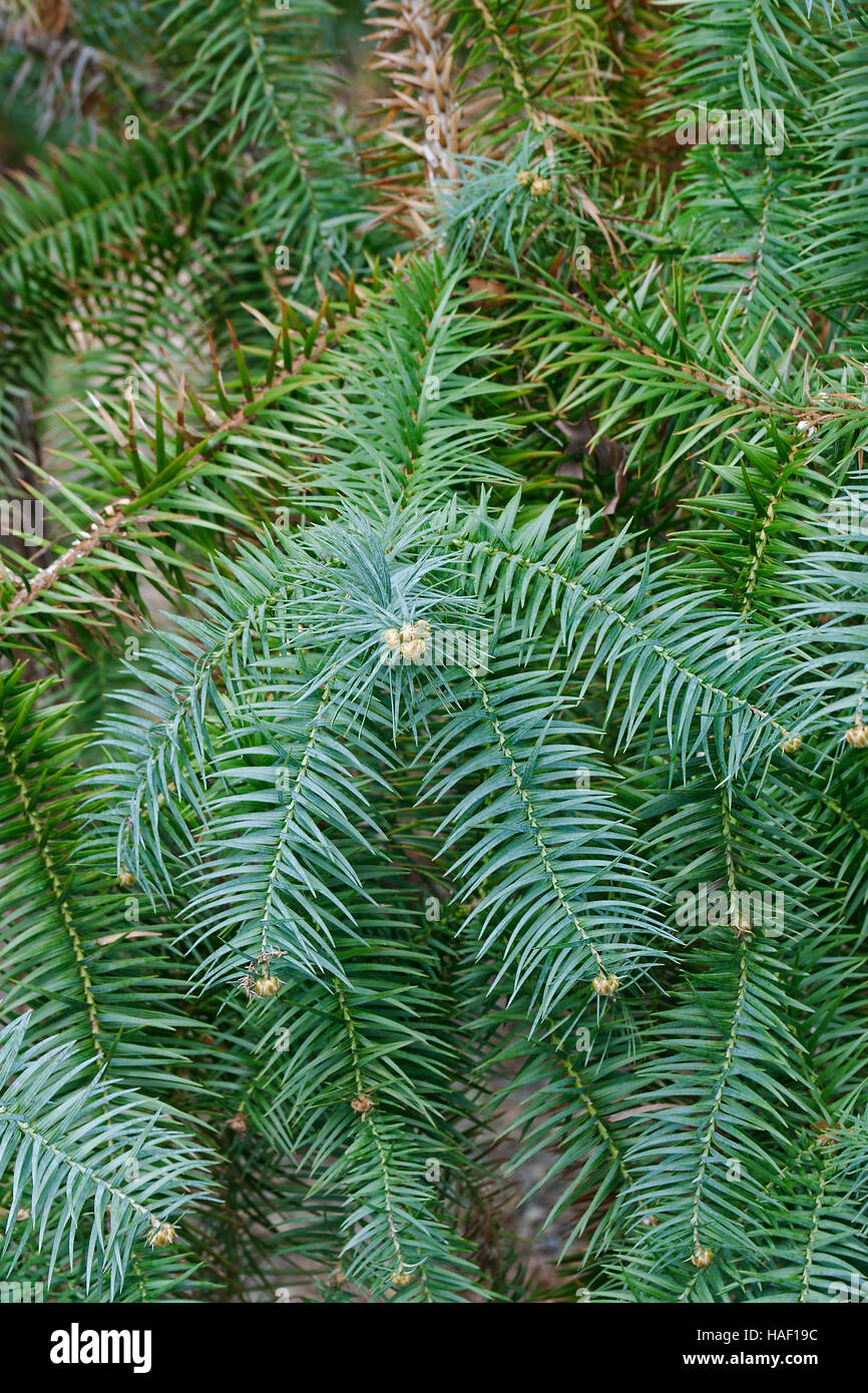 Blue-needled china fir Stock Photo