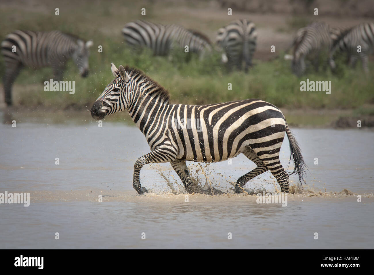Plains Zebra (Equus quagga) running through water Stock Photo