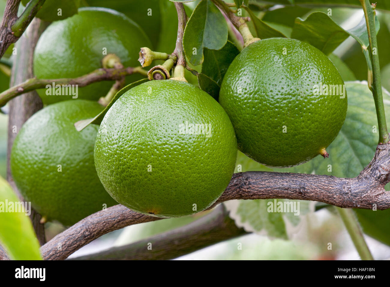 Citrus Limetta High Resolution Stock Photography And Images Alamy
