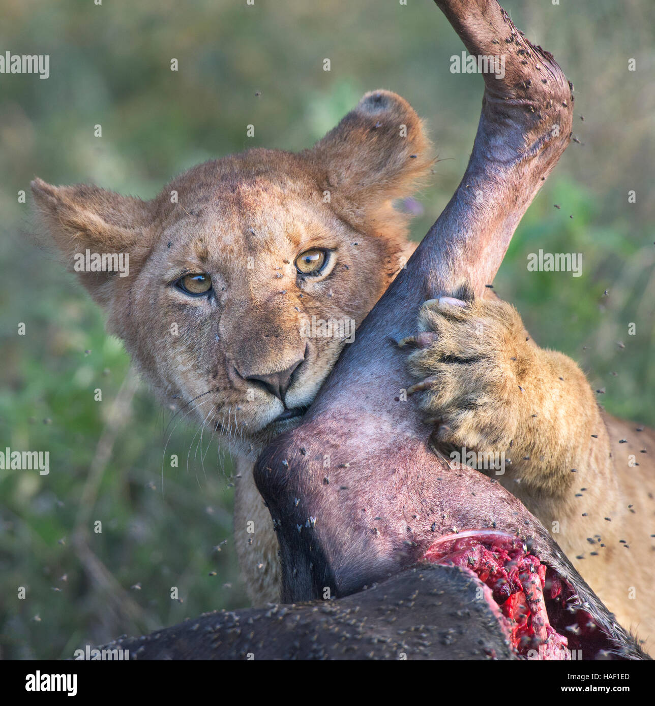 Lion Cub caresses Wildebeest Leg Stock Photo