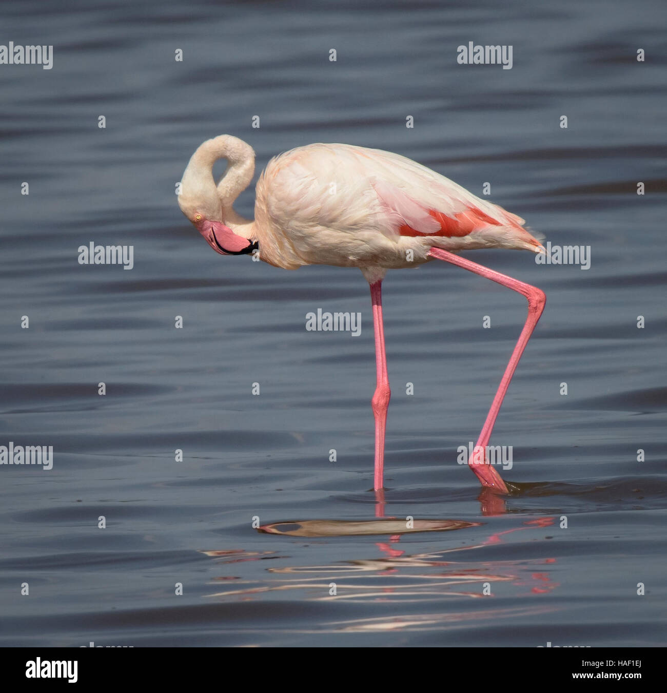 Greater Flamingo Serengeti national park Tanzania Stock Photo