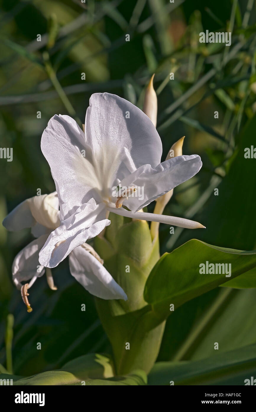 White ginger lily Stock Photo Alamy