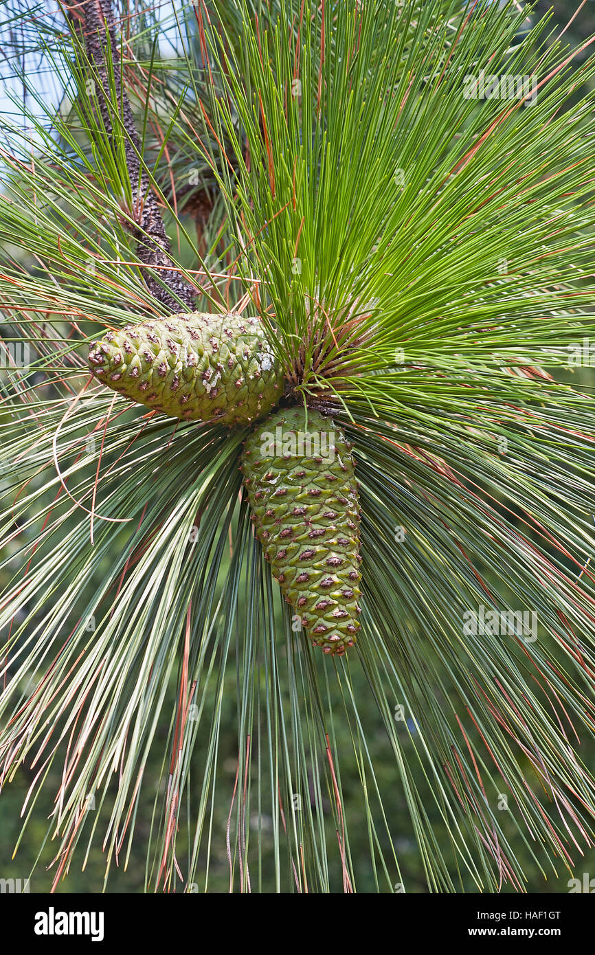 Longleaf pine cones Stock Photo Alamy