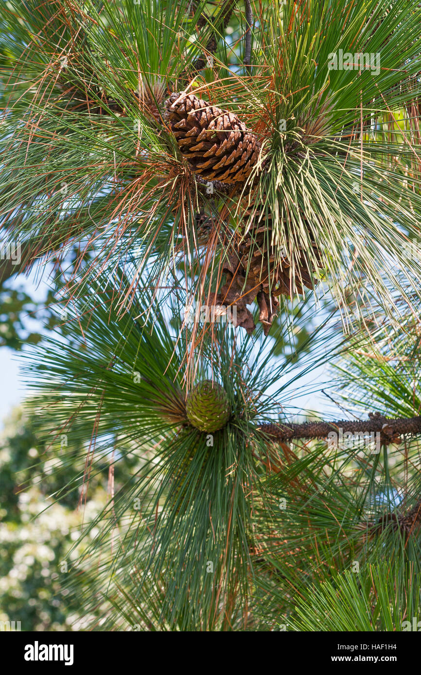 Longleaf pine cone Stock Photo Alamy