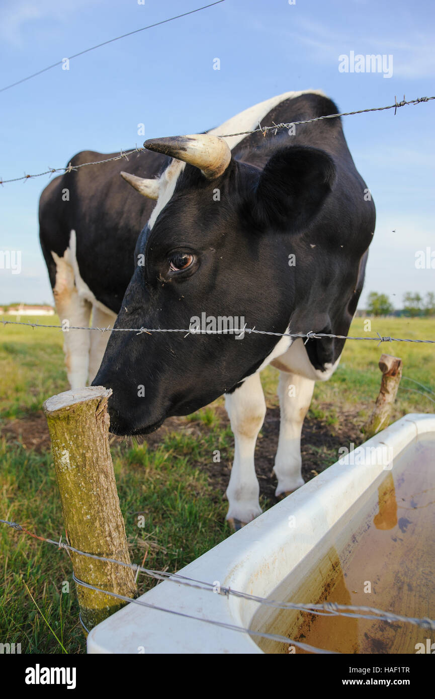 Spotted Black and White Holstein Cattle Grazing in a Green Field Stock ...