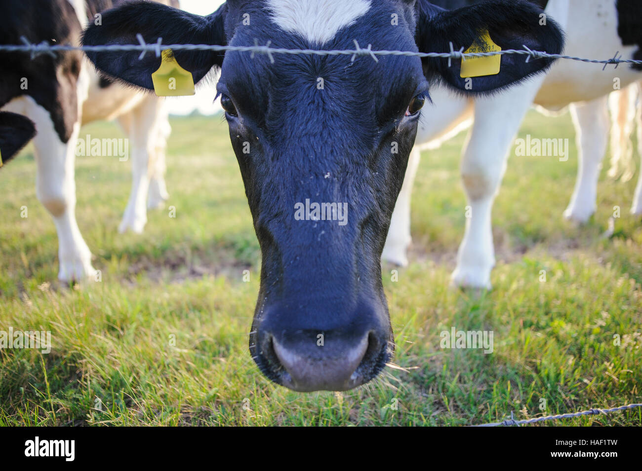 Spotted Black and White Holstein Cattle Grazing in a Green Field Stock ...