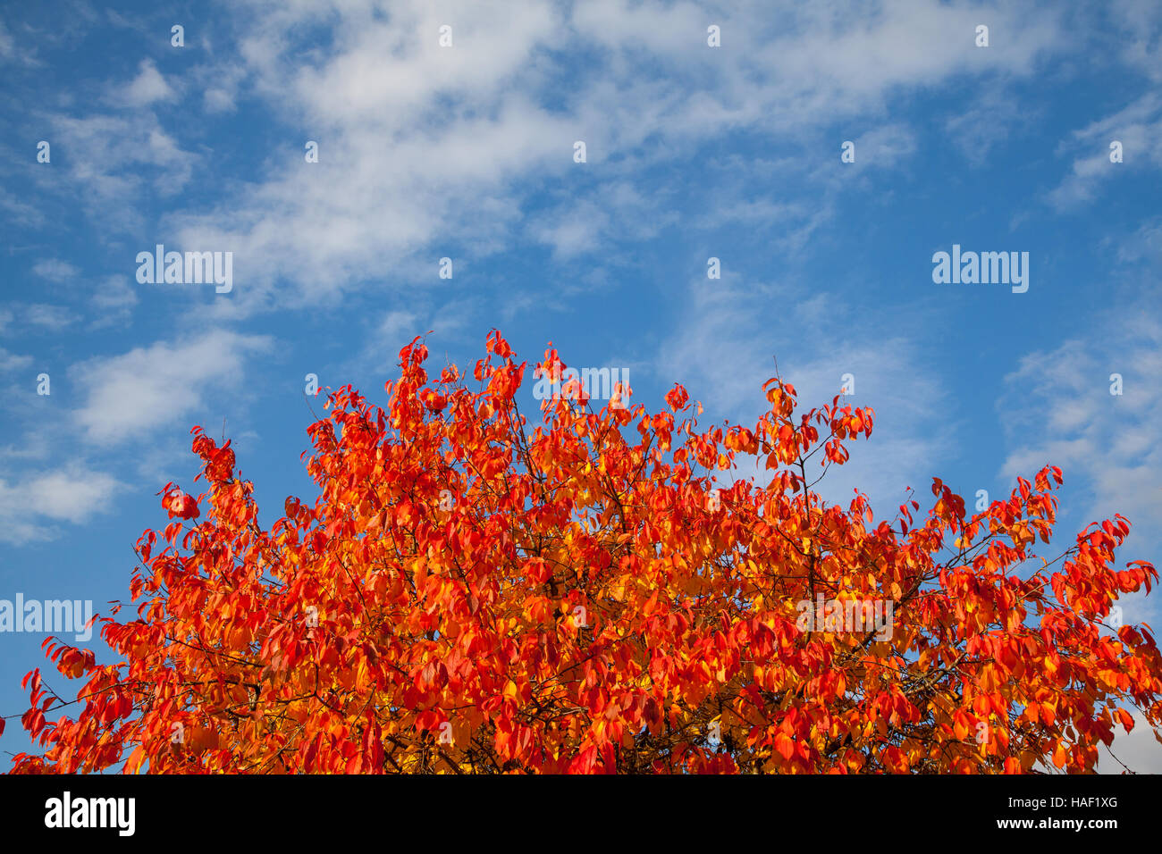 Autumn leaves against a blue sky Stock Photo - Alamy
