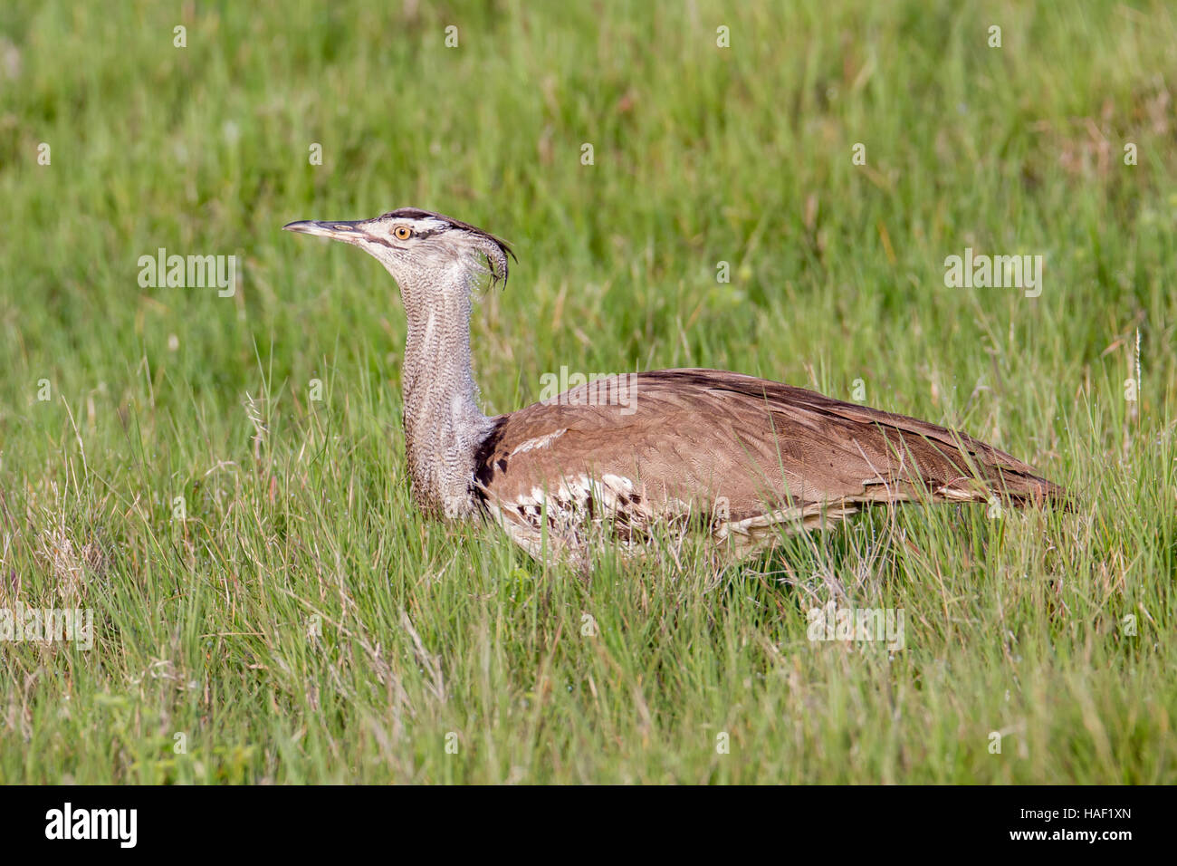 The kori is a large hi-res stock photography and images - Alamy