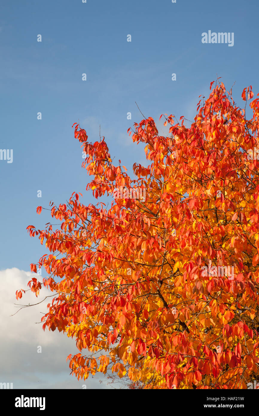 Autumn leaves against a blue sky Stock Photo - Alamy
