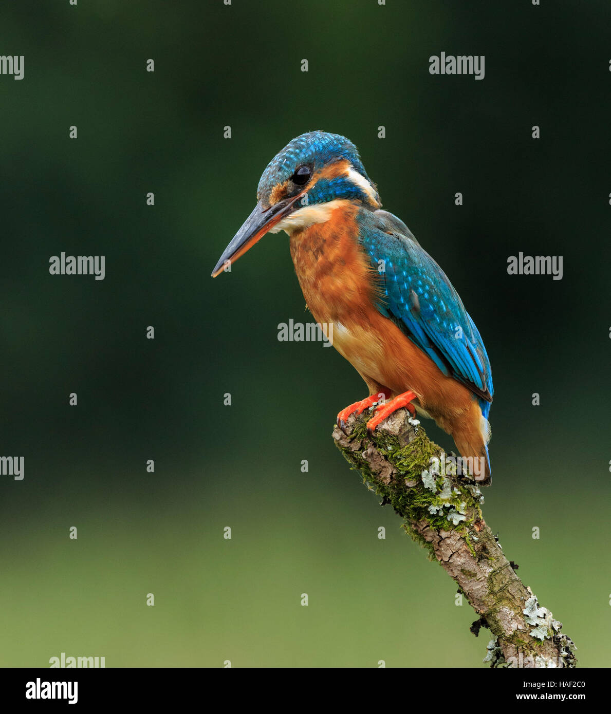Perching Kingfisher Stock Photo