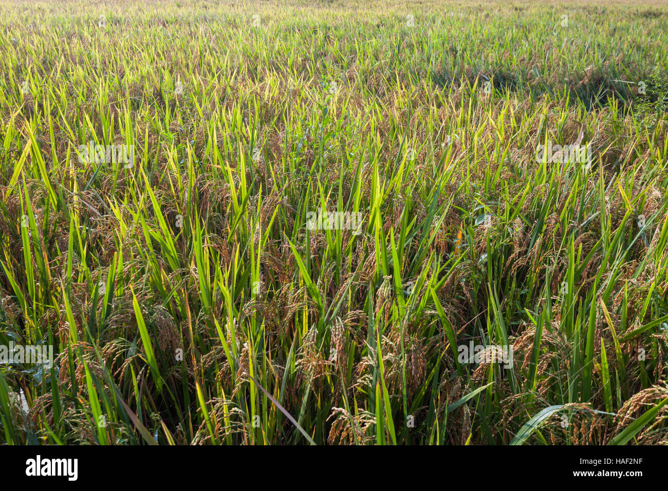 Growing rice in india hires stock photography and images Alamy