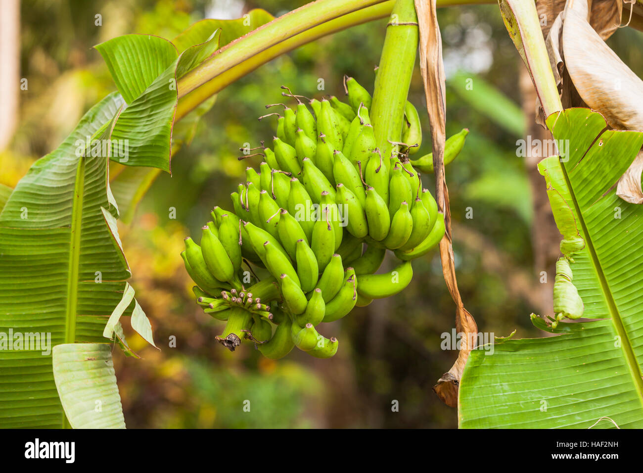 Bananas growing on a tree, unripe and in one large bunch. Kerala, India