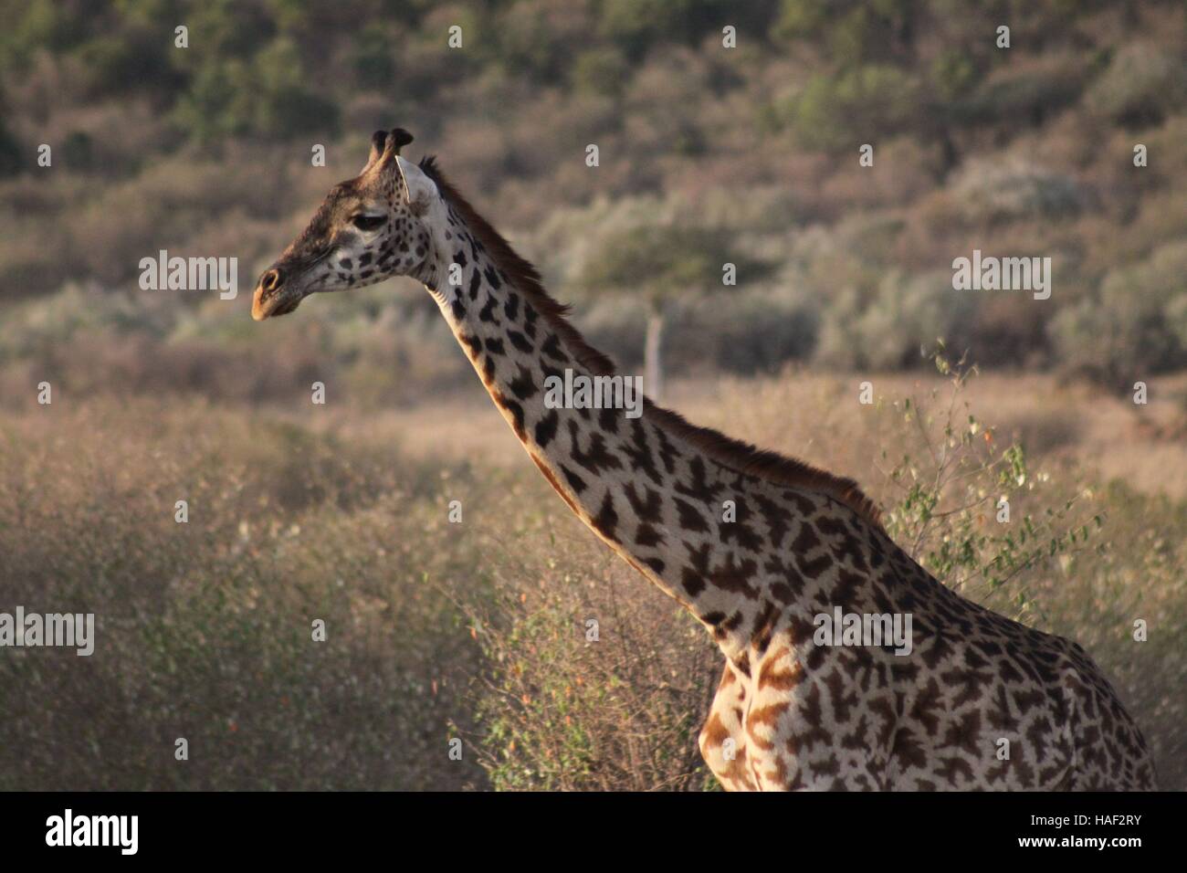 Giraffe nature hi-res stock photography and images - Alamy