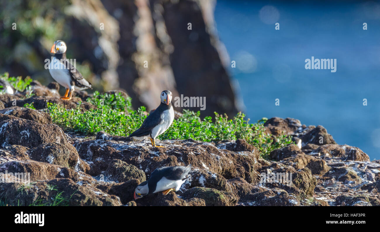 Atlantic puffins (Fratercula arctica) on bird island in Elliston, Newfoundland.  Mating and making nests and new puffins. Stock Photo